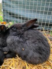 Fundtier Tier-ID 26947