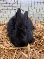 Fundtier Tier-ID 26949