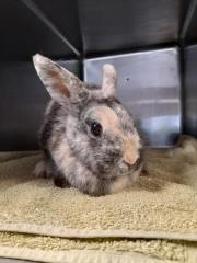 Fundtier Tier-ID 25891