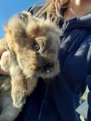 Fundtier Tier-ID 24330