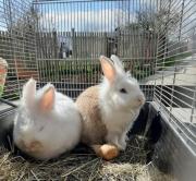 Fundtier Tier-ID 28229