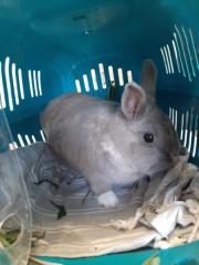 Fundtier Tier-ID 28337