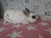 Fundtier Tier-ID 29170