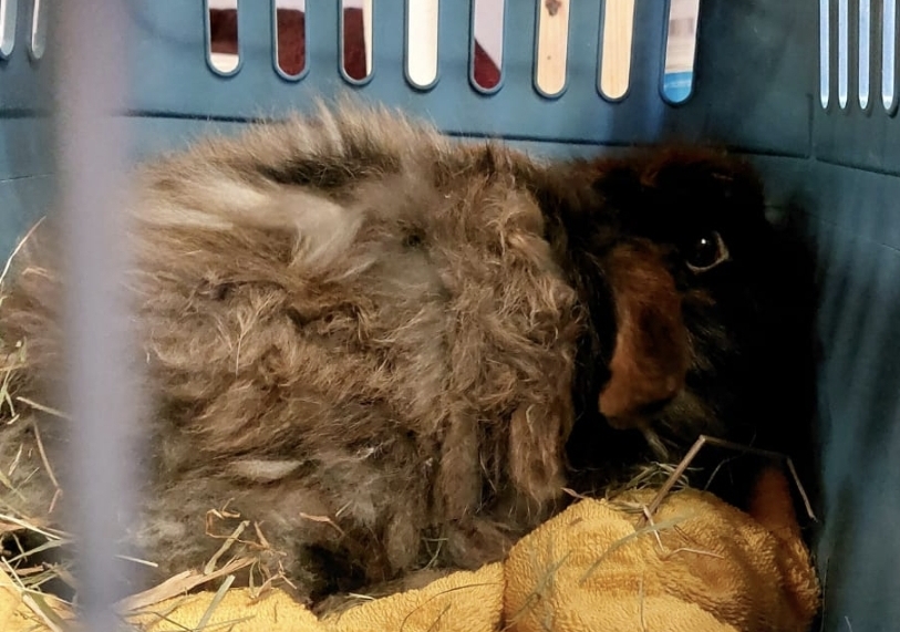 Kaninchen