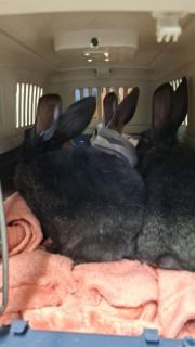 Fundtier Tier-ID 38585