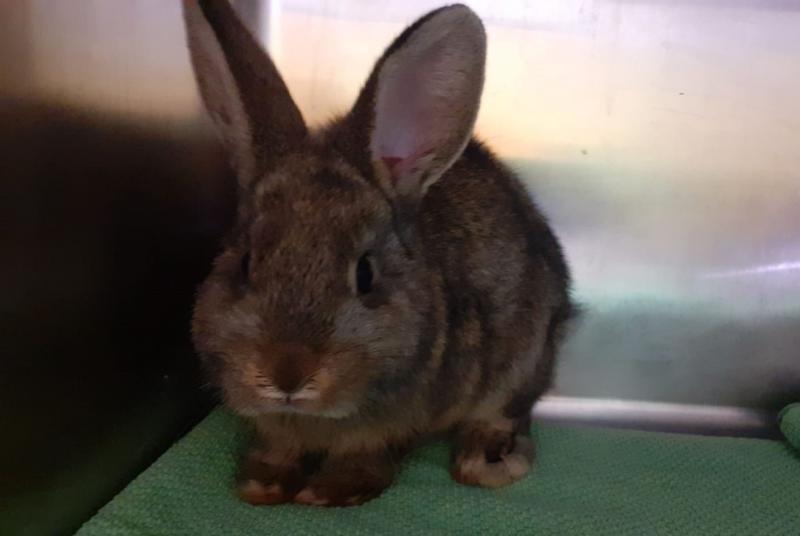 Kaninchen