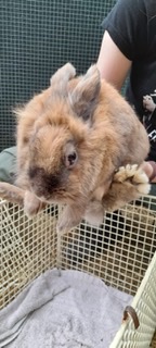 Fundtier Tier-ID 22316