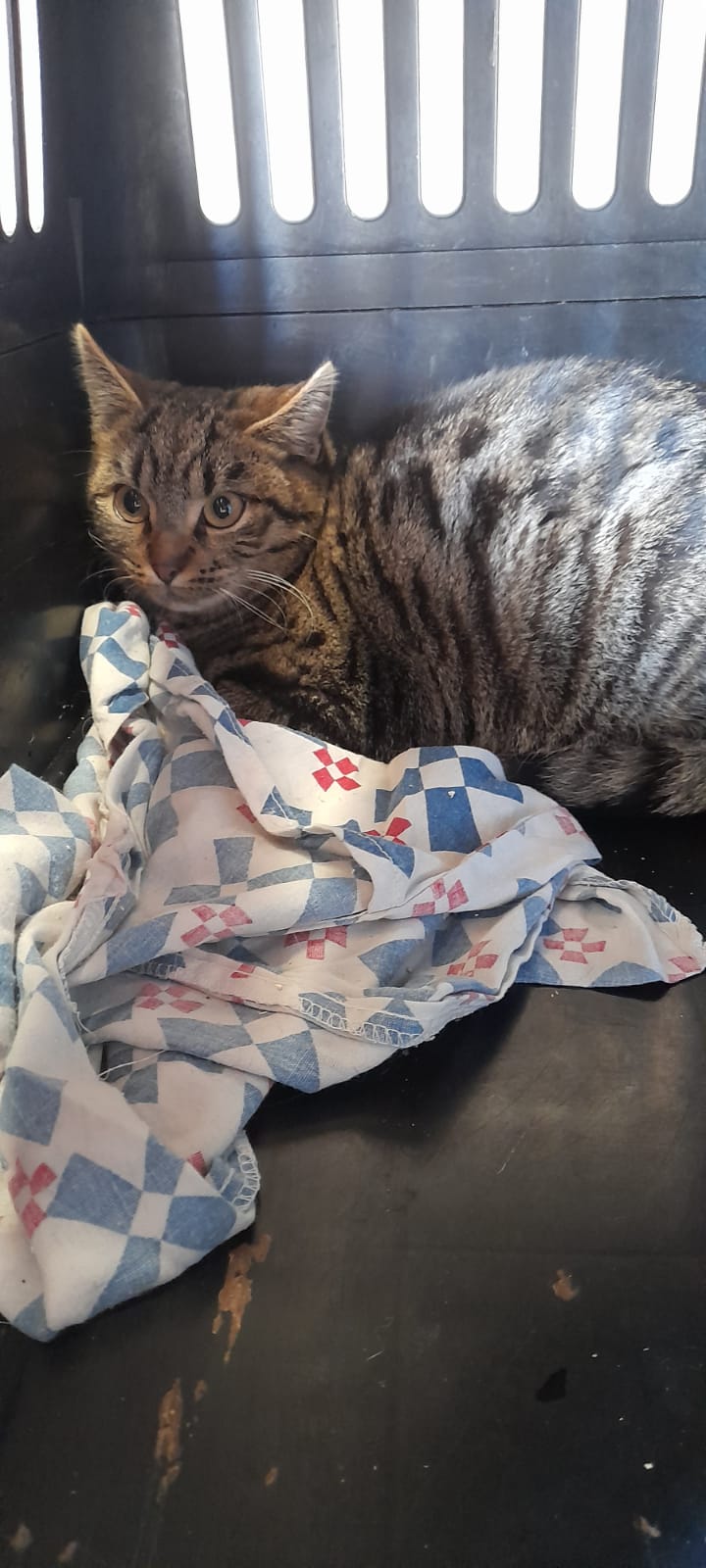 Europäische Hauskatze