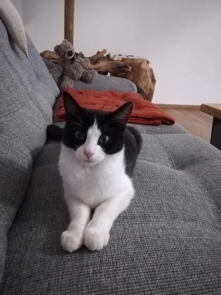 Europäische Hauskatze