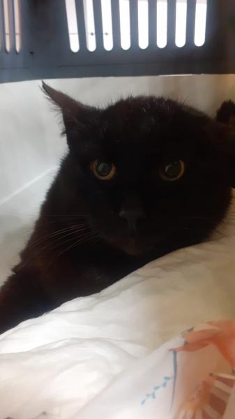 Europäische Hauskatze