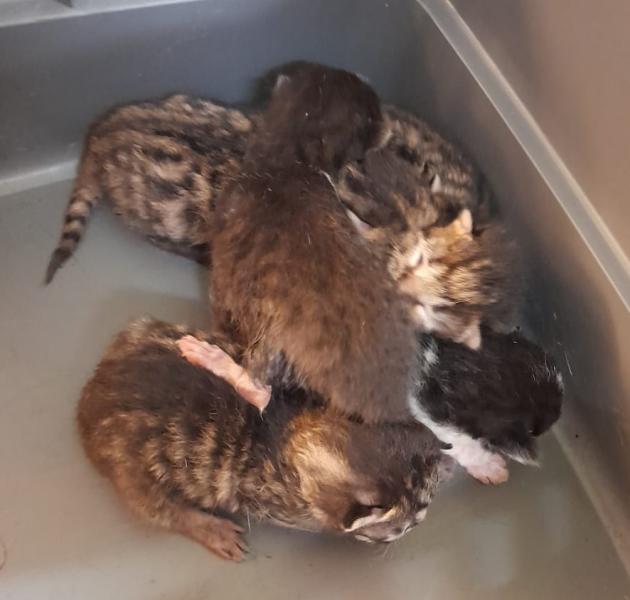 Europäische Hauskatze