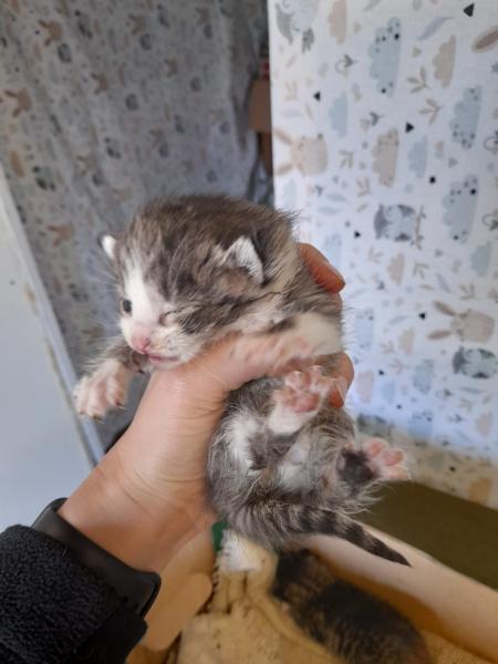 Europäische Hauskatze