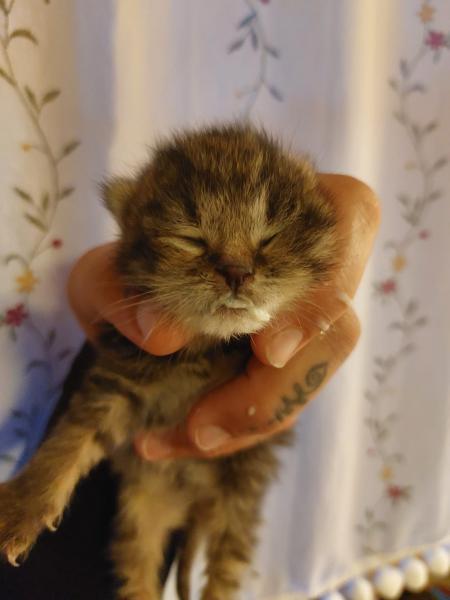 Europäische Hauskatze