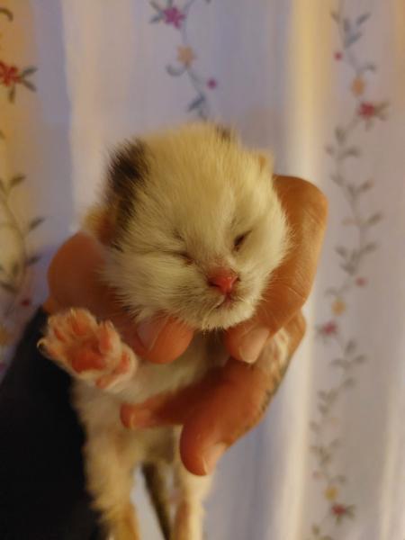 Europäische Hauskatze