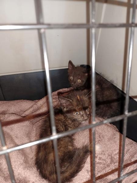 Europäische Hauskatze