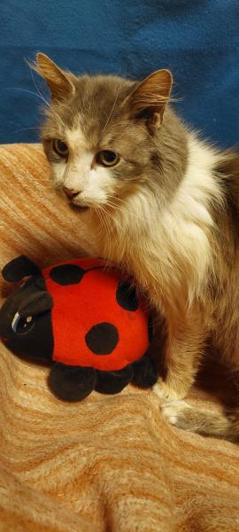 Langhaarkatze