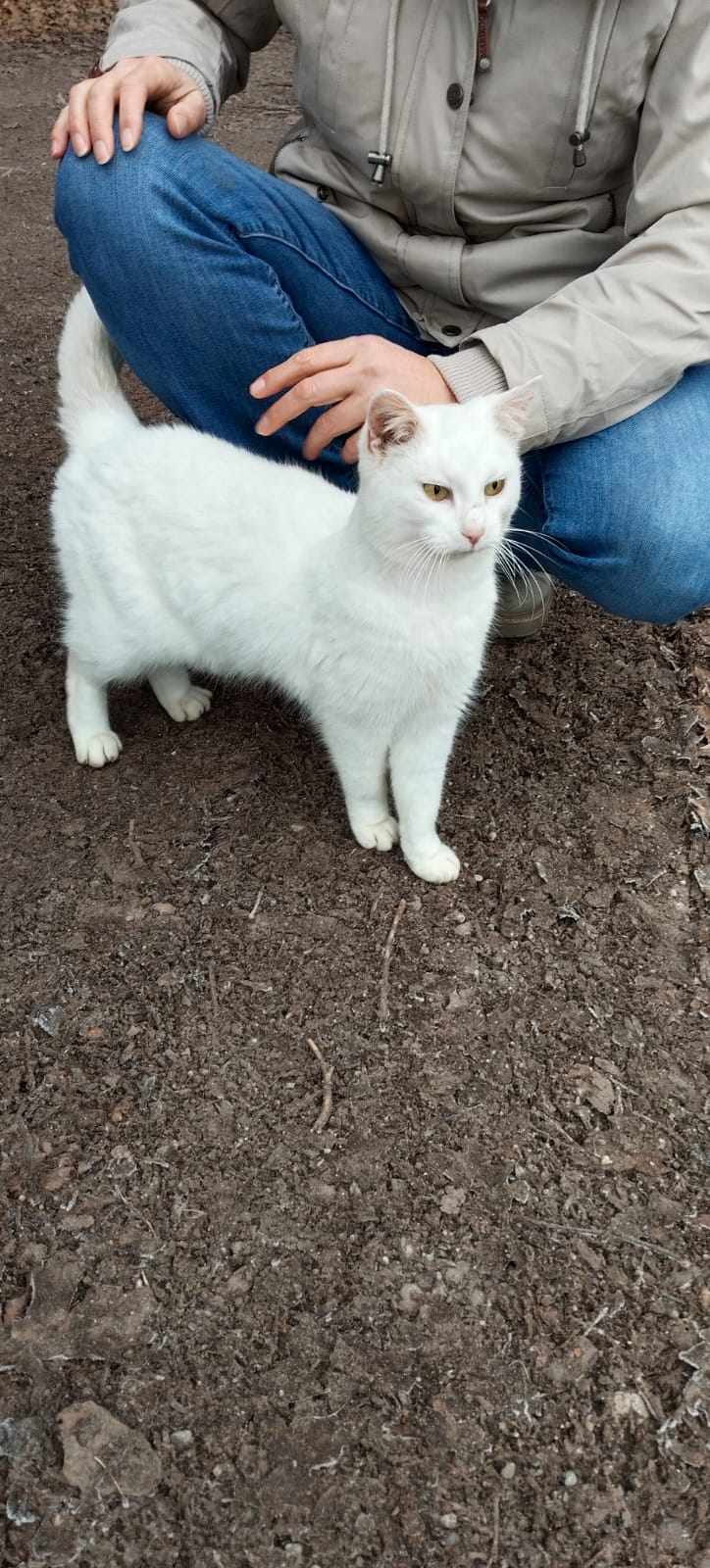 Europäische Hauskatze