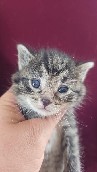 Europäische Hauskatze