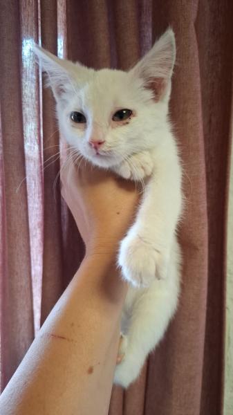 Europäische Hauskatze