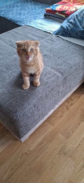 Europäische Hauskatze