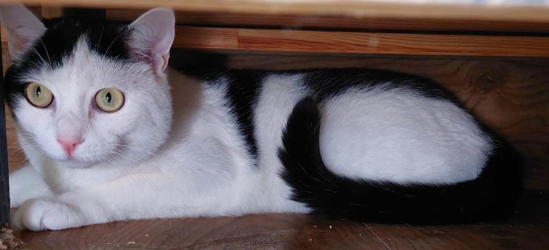 Europäische Hauskatze