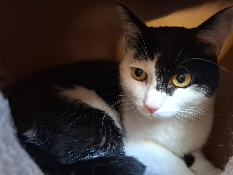 Europäische Hauskatze