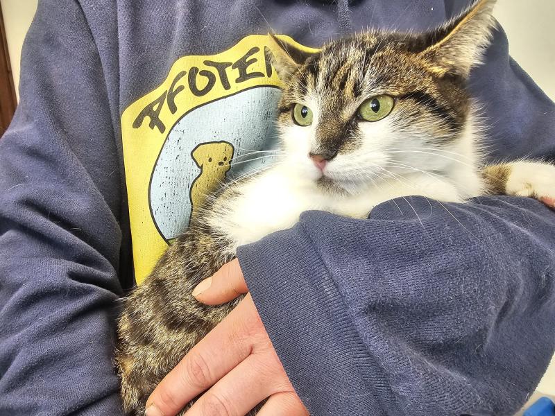 Europäische Hauskatze
