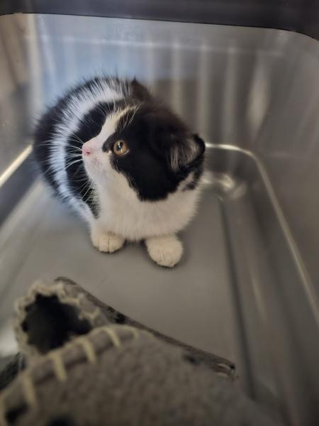 Europäische Hauskatze