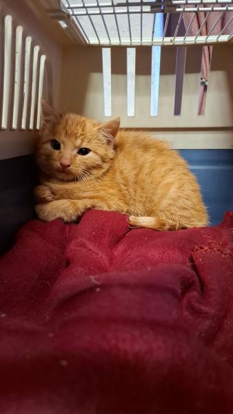 Europäische Hauskatze