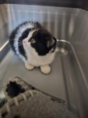 Fundtier Tier-ID 38491