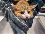 Fundtier Tier-ID 38490