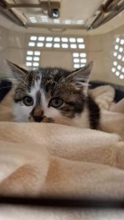 Fundtier Tier-ID 38523