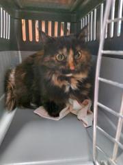 Fundtier Tier-ID 38594