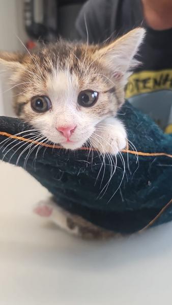 Europäische Hauskatze