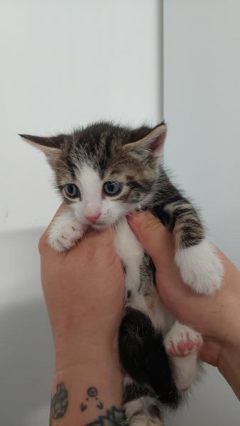 Europäische Hauskatze