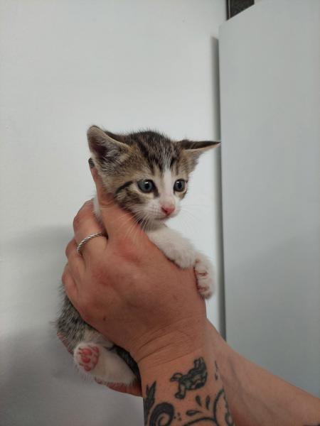 Europäische Hauskatze