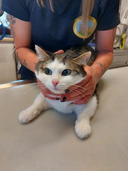Europäische Hauskatze