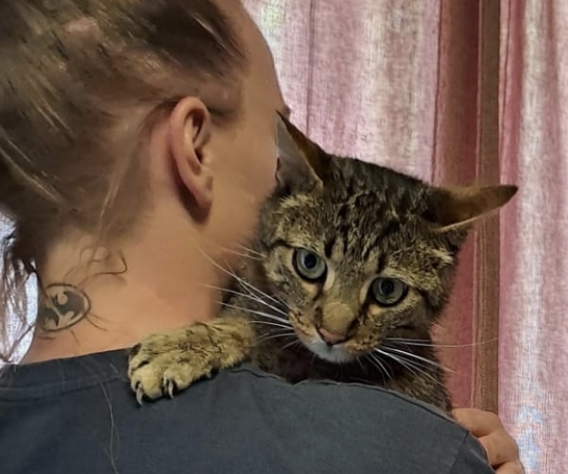 Europäische Hauskatze