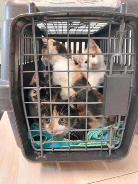 Europäische Hauskatze