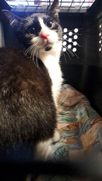 Europäische Hauskatze