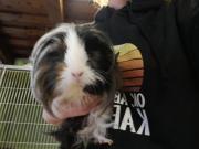 Fundtier Tier-ID 23927