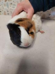 Fundtier Tier-ID 27191