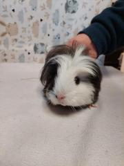 Fundtier Tier-ID 27193