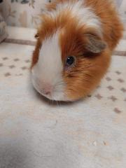 Fundtier Tier-ID 27197