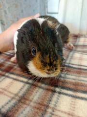 Fundtier Tier-ID 25865