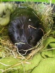 Fundtier Tier-ID 28010