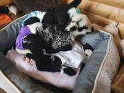 Fundtier Tier-ID 24280