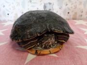 Fundtier Tier-ID 29284