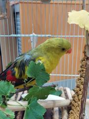 Fundtier Tier-ID 26100