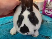 Fundtier Tier-ID 20846